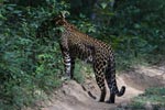 Wilpattu National Park 23rd - 24th January 2021