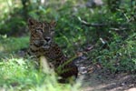 Wilpattu National Park 23rd - 24th January 2021