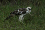 Crested Hawk Eagle