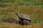 Hard Shell Terrapin