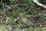 Pin-tailed Snipe