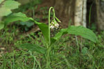 Geodorum  densiflorum, </em>ground  Orchid