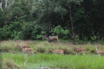 Spotted Deer