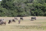 23rd  to 24th June 2018 Notes on Field Trips Wilpattu National Park