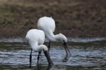 Notes on Field Trips Wilpattu National Park