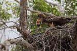 Notes on Field Trips Wilpattu National Park