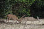 Notes on Field Trips Wilpattu National Park