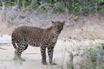 Notes on Field Trips Wilpattu National Park