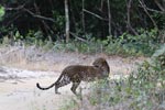 Notes on Field Trips Wilpattu National Park