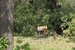 Notes on Field Trips Wilpattu National Park