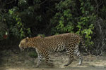 Notes on Field Trips Wilpattu National Park