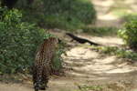 Notes on Field Trips Wilpattu National Park