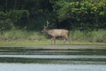 Notes on Field Trips Wilpattu National Park