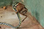 Notes on Field Trips Wilpattu National Park