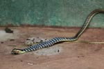 Notes on Field Trips Wilpattu National Park