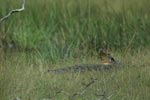 Notes on Field Trips Wilpattu National Park