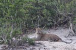 Wilpattu National Park 23 October 2021