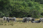 Notes on Field Trips Wilpattu National Park