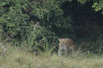 Notes on Field Trips Wilpattu National Park