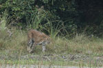 Notes on Field Trips Wilpattu National Park