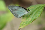 Notes on Field Trips Wilpattu National Park