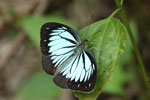 Notes on Field Trips Wilpattu National Park