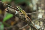 Notes on Field Trips Wilpattu National Park