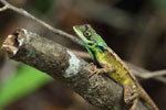 Notes on Field Trips Wilpattu National Park