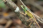 Notes on Field Trips Wilpattu National Park