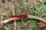 Notes on Field Trips Wilpattu National Park