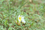 Notes on Field Trips Wilpattu National Park