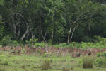 Notes on Field Trips Wilpattu National Park