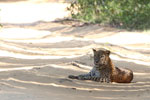 Notes on Field Trips Wilpattu National Park