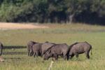 Notes on Field Trips Wilpattu National Park