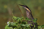 Notes on Field Trips Wilpattu National Park