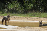 Notes on Field Trips Wilpattu National Park