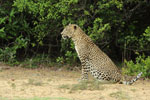 Notes on Field Trips Wilpattu National Park