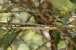 Notes on Field Trips Wilpattu National Park