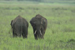 Notes on Field Trips Wilpattu National Park