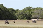 Wilpattu National Park 1st – 2nd April 2023 