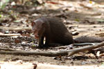 24th to 28th October 2018 Notes on Field Trips Wilpattu National Park