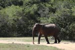 Wilpattu National Park 24 September 2020