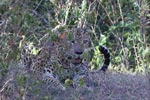 Wilpattu National Park 24 September 2020