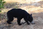 Wilpattu National Park 24 September 2020