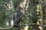 Notes on Field Trips Wilpattu National Park