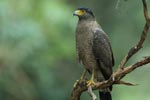 Notes on Field Trips Wilpattu National Park