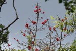 Notes on Field Trips Wilpattu National Park