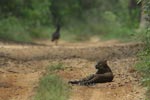 Notes on Field Trips Wilpattu National Park