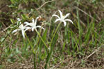 Forest Spider Lily