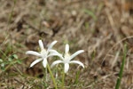 Forest Spider Lily